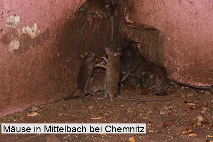 Mäuse in Mittelbach bei Chemnitz